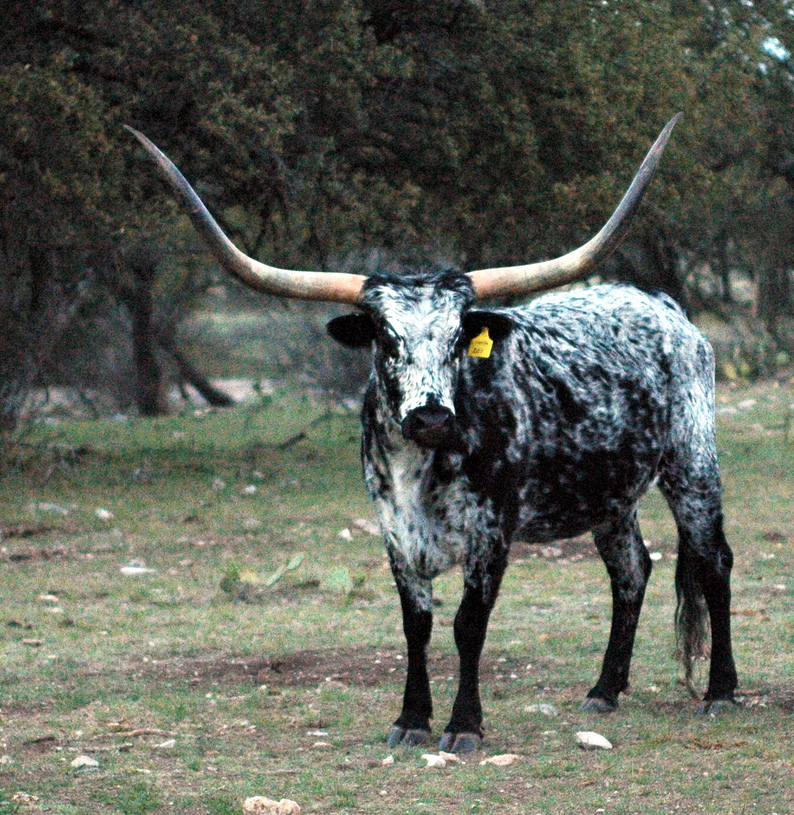 Longhorn